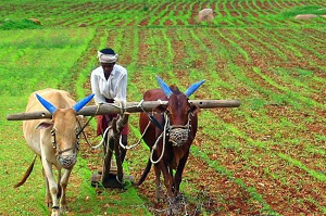 14 06 2020 agriculture india 20389944
